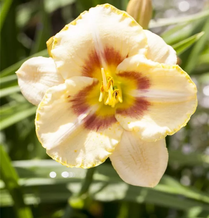 Hemerocallis x cult.'Sixth Sense'