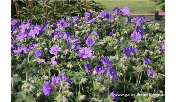 Gartenbaumschule Becker