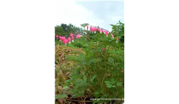 Gartenbaumschule Becker