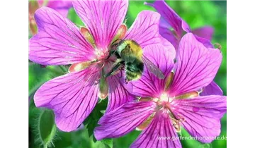 Gartenbaumschule Becker