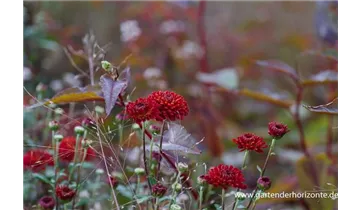 Gartenbaumschule Becker