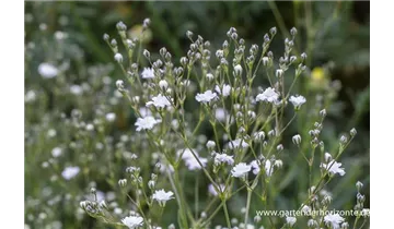 Gartenbaumschule Becker