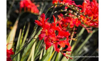 Gartenbaumschule Becker