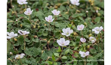 Gartenbaumschule Becker