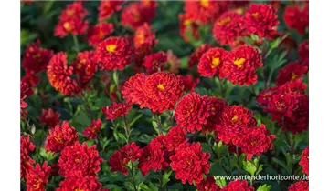 Gartenbaumschule Becker