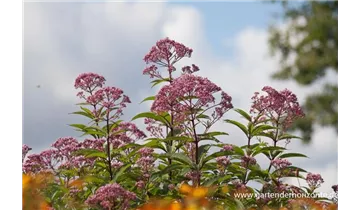 Gartenbaumschule Becker