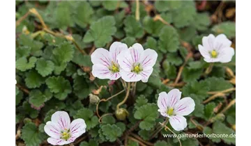Gartenbaumschule Becker