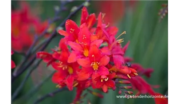 Gartenbaumschule Becker