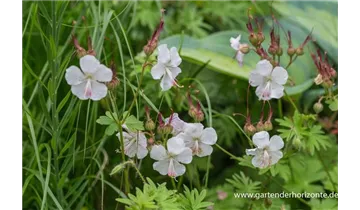 Gartenbaumschule Becker
