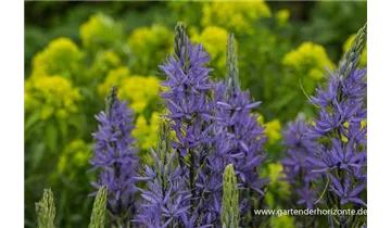 Gartenbaumschule Becker