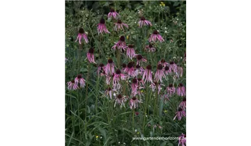 Gartenbaumschule Becker