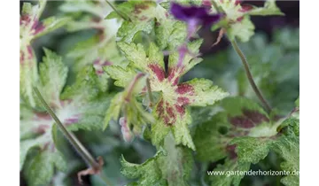 Gartenbaumschule Becker