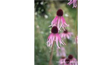 Gartenbaumschule Becker