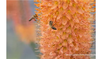 Gartenbaumschule Becker