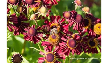 Gartenbaumschule Becker