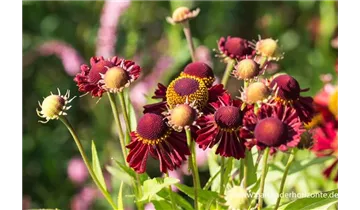 Gartenbaumschule Becker