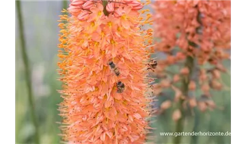 Gartenbaumschule Becker