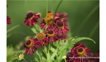 Gartenbaumschule Becker