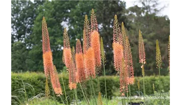 Gartenbaumschule Becker