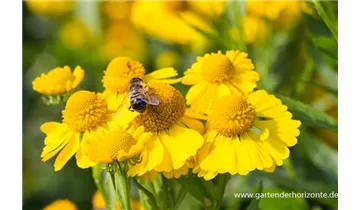 Gartenbaumschule Becker