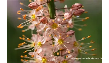 Gartenbaumschule Becker