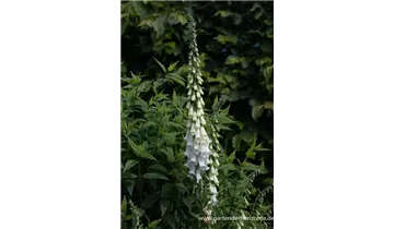 Gartenbaumschule Becker