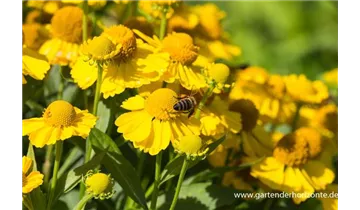 Gartenbaumschule Becker