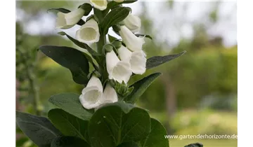 Gartenbaumschule Becker