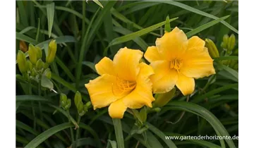 Gartenbaumschule Becker