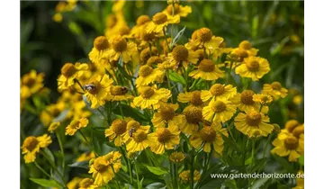 Gartenbaumschule Becker