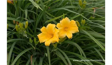 Gartenbaumschule Becker