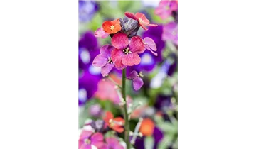 Gartenbaumschule Becker