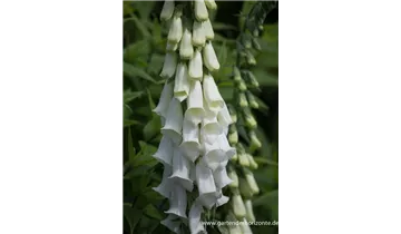 Gartenbaumschule Becker