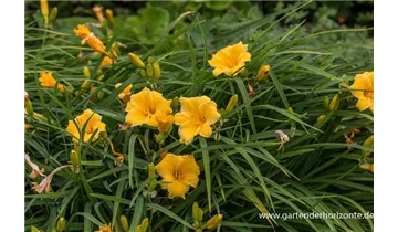 Gartenbaumschule Becker