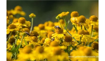 Gartenbaumschule Becker