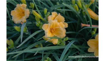 Gartenbaumschule Becker