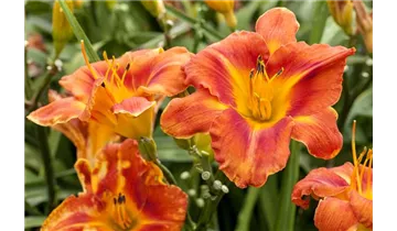 Gartenbaumschule Becker