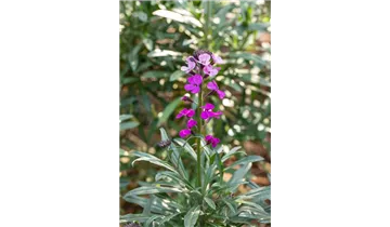 Gartenbaumschule Becker