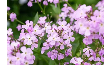 Gartenbaumschule Becker