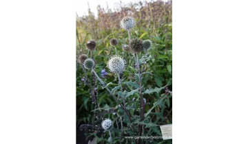 Gartenbaumschule Becker