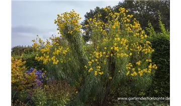 Gartenbaumschule Becker