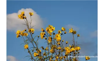 Gartenbaumschule Becker