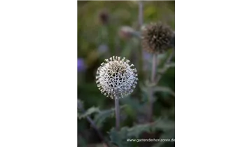 Gartenbaumschule Becker