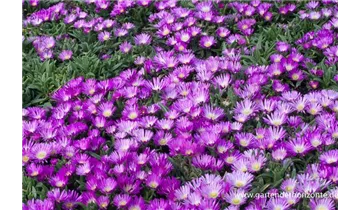 Gartenbaumschule Becker