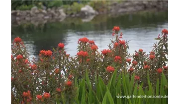 Gartenbaumschule Becker