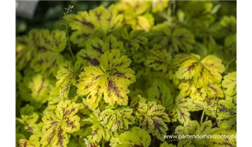 Gartenbaumschule Becker
