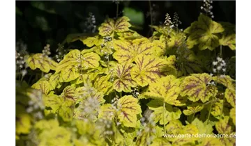 Gartenbaumschule Becker