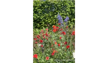 Gartenbaumschule Becker