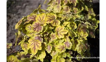 Gartenbaumschule Becker