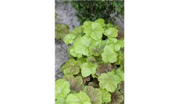 Gartenbaumschule Becker